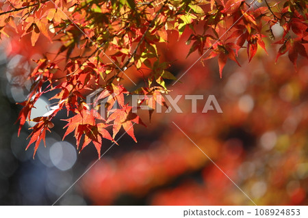 Maple autumn leaves closeup Maple autumn leaves closeup 108924853
