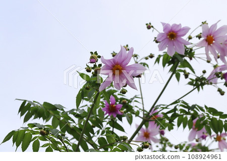 粉紅色的皇帝大麗花在秋天的花園裡盛開 108924961