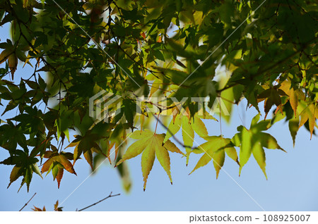 Autumn leaves at the start of coloring Autumn leaves at the start of coloring 108925007