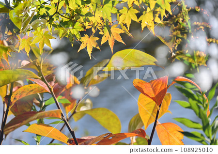 秋葉在著色的開始 108925010