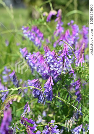 植物: 豆科植物 Nayokusa Fuji 植物: 豆科植物 Nayokusa Fuji 108925606