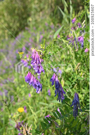 Plant: Nayokusa Fuji, Fabaceae 108925607