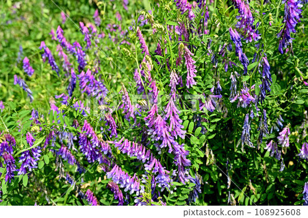 植物: 豆科植物 Nayokusa Fuji 108925608