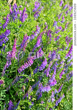 植物: 豆科植物 Nayokusa Fuji 108925609