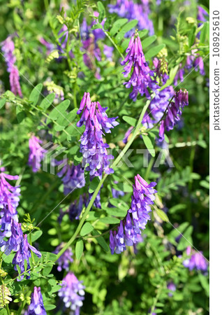 植物: 豆科植物 Nayokusa Fuji 植物: 豆科植物 Nayokusa Fuji 108925610