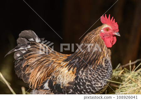 Free-ranging barnyard rooster with colorful plumage, outdoor breeding. Free-ranging barnyard rooster with colorful plumage, outdoor breeding. 108926041