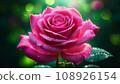 玫瑰粉紅色 108926154