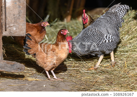 Raising free-range chickens in the open air on a farm. Raising free-range chickens in the open air on a farm. 108926167