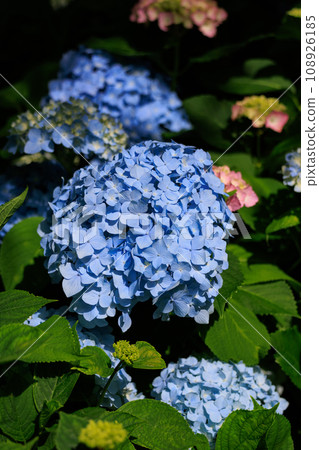 Many-leaf flowers blooming in the rainy season Hydrangea 108926185