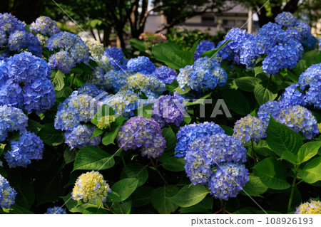 Many-leaf flowers blooming in the rainy season Hydrangea 108926193