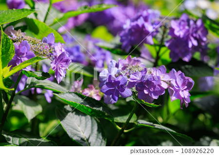 Many-leaf flowers blooming in the rainy season Hydrangea 108926220
