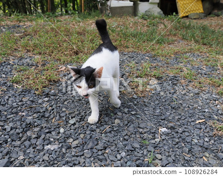 A cute kitten who can't play gorongoron well A cute kitten who can't play gorongoron well 108926284