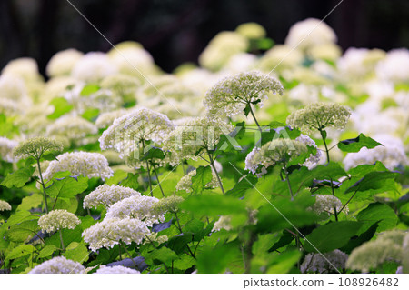雨季繡球花盛開的多葉花 108926482