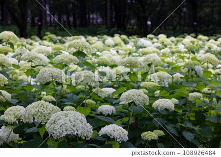 雨季繡球花盛開的多葉花 108926484