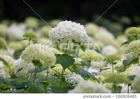 Many-leaf flowers blooming in the rainy season Hydrangea 108926485