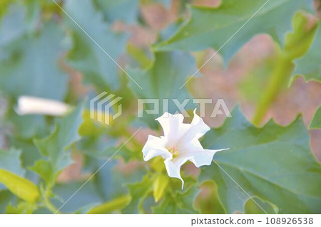Datura stramonium, known by the common names thorn apple, jimsonweed jimson weed , devil's snare, or devil's trumpet, is a poisonous flowering plant of the nightshade family Solanaceae. It is a Datura stramonium, known by the common names thorn apple, jimsonweed jimson weed , devil's snare, or devil's trumpet, is a poisonous flowering plant of the nightshade family Solanaceae. It is a 108926538
