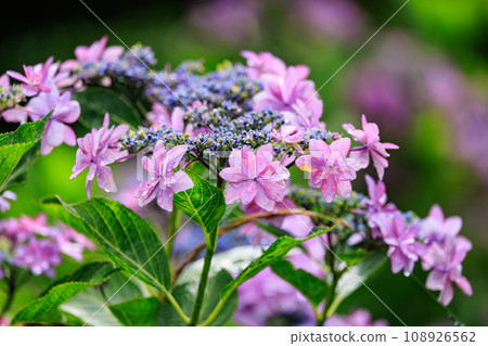 雨季繡球花盛開的多葉花 108926562