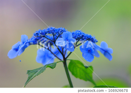 Many-leaf flowers blooming in the rainy season Hydrangea Many-leaf flowers blooming in the rainy season Hydrangea 108926678