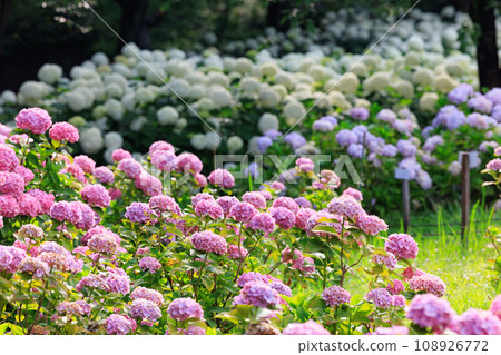 Many-leaf flowers blooming in the rainy season Hydrangea 108926772