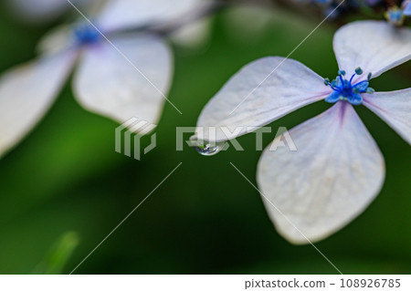 Many-leaf flowers blooming in the rainy season Hydrangea 108926785
