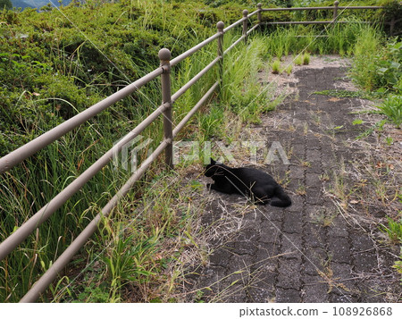 黑貓像弟弟一樣愛護、保護棕白貓。 黑貓像弟弟一樣愛護、保護棕白貓。 108926868