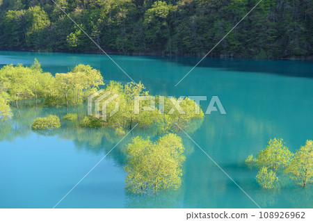 春天的壯麗景色：秋田縣阿基凡湖的水下森林 108926962