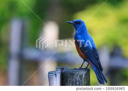 A happy blue bird, the blue rock thrush, which resembles a bulbul but sings with a beautiful voice from a completely different family. 108926965