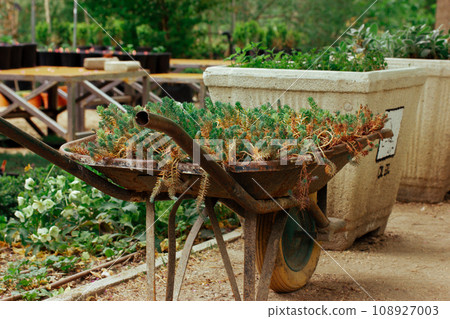 A garden trolley with cut plants. Wheelbarrow with succulent flowers. Cleaning area, getting rid of weeds in homestead on a farm. Construction cart filled with soil and plants. End of summer season. A garden trolley with cut plants. Wheelbarrow with succulent flowers. Cleaning area, getting rid of weeds in homestead on a farm. Construction cart filled with soil and plants. End of summer season. 108927003