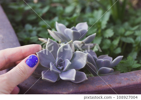 Echeveria in pot Graptopetalum paraguayense Succulent garden plant in a hand Echeveria in pot Graptopetalum paraguayense Succulent garden plant in a hand 108927004