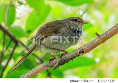 A warbler that announces spring but doesn't show up despite its familiar voice A warbler that announces spring but doesn't show up despite its familiar voice 108927132