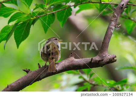 鳴鳥宣告了春天的到來,但儘管有熟悉的聲音卻沒有出現 鳴鳥宣告了春天的到來,但儘管有熟悉的聲音卻沒有出現 108927134