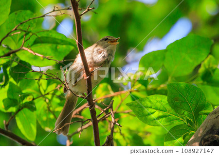 鳴鳥宣告了春天的到來，但儘管有熟悉的聲音卻沒有出現 108927147