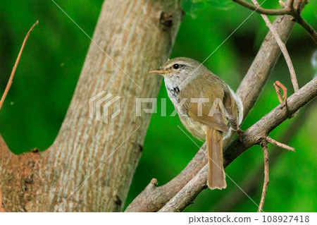 鳴鳥宣告了春天的到來，但儘管有熟悉的聲音卻沒有出現 108927418