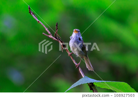 A warbler that announces spring but doesn't show up despite its familiar voice 108927503