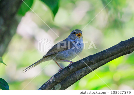 鳴鳥宣告了春天的到來，但儘管有熟悉的聲音卻沒有出現 108927579