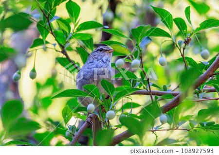 A warbler that announces spring but doesn't show up despite its familiar voice A warbler that announces spring but doesn't show up despite its familiar voice 108927593