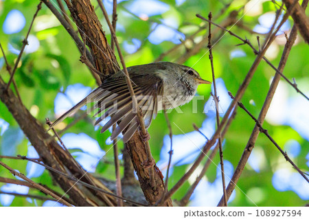 A warbler that announces spring but doesn't show up despite its familiar voice A warbler that announces spring but doesn't show up despite its familiar voice 108927594