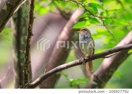 A warbler that announces spring but doesn't show up despite its familiar voice 108927792