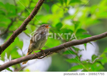 A warbler that announces spring but doesn't show up despite its familiar voice A warbler that announces spring but doesn't show up despite its familiar voice 108927793