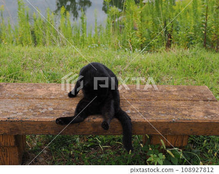 A brown cat who wants to get along with everyone and a black cat who watches over him. A brown cat who wants to get along with everyone and a black cat who watches over him. 108927812
