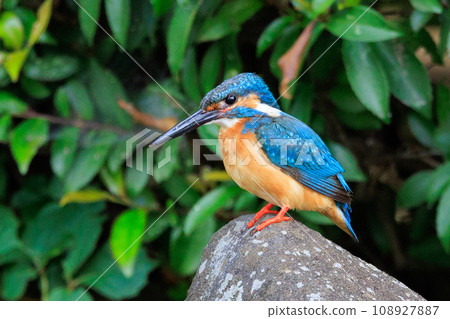 A popular azure-colored kingfisher diving into the water to catch fish A popular azure-colored kingfisher diving into the water to catch fish 108927887