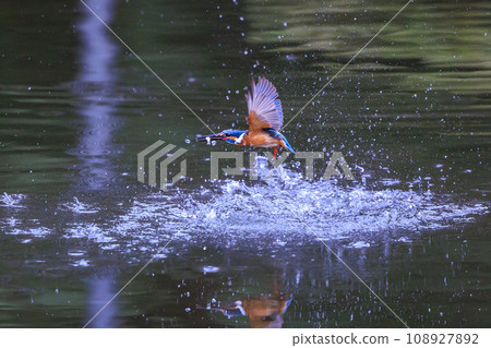 A popular azure-colored kingfisher diving into the water to catch fish A popular azure-colored kingfisher diving into the water to catch fish 108927892
