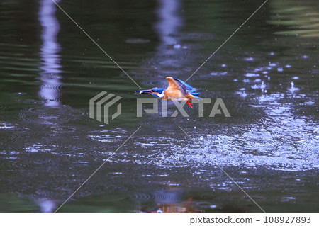 一種流行的天藍色翠鳥潛入水中捕魚 108927893