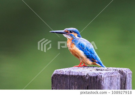 A popular azure-colored kingfisher diving into the water to catch fish A popular azure-colored kingfisher diving into the water to catch fish 108927918