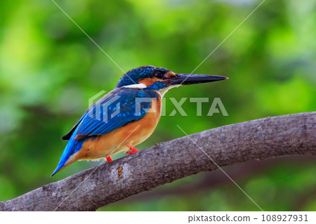 一種流行的天藍色翠鳥潛入水中捕魚 一種流行的天藍色翠鳥潛入水中捕魚 108927931