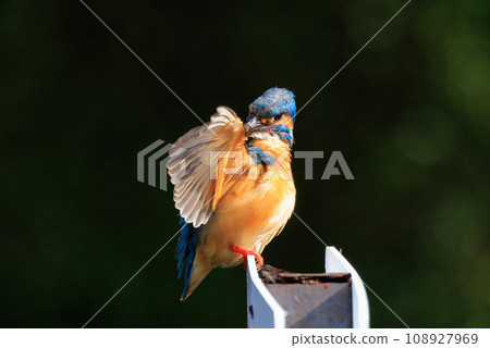 A popular azure-colored kingfisher diving into the water to catch fish 108927969