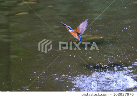 一種流行的天藍色翠鳥潛入水中捕魚 108927976