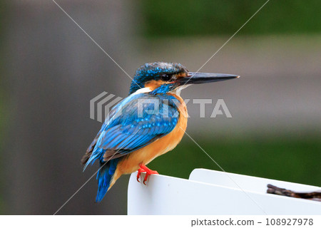A popular azure-colored kingfisher diving into the water to catch fish 108927978
