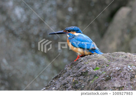 A popular azure-colored kingfisher diving into the water to catch fish 108927983
