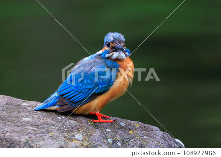 A popular azure-colored kingfisher diving into the water to catch fish 108927986